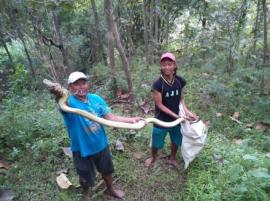 Ular Besar Kembali diTangkap Dukuh Sukino